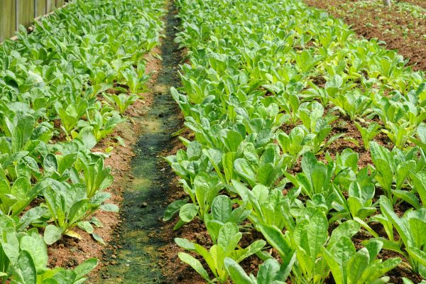 shutterstock_52106356